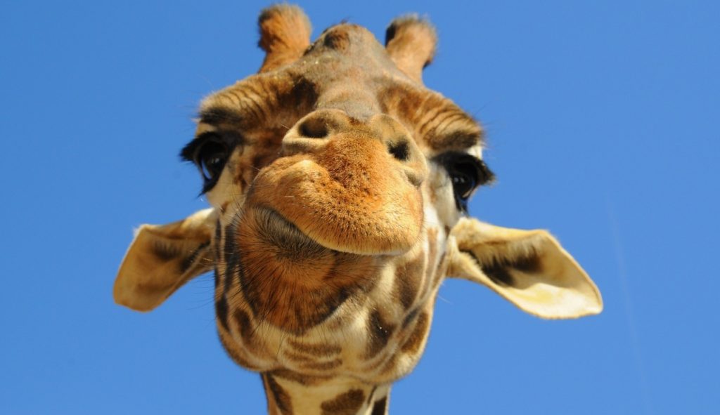 Perchè Le Giraffe Hanno Il Collo Lungo