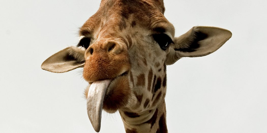 Perchè Le Giraffe Hanno Il Collo Lungo